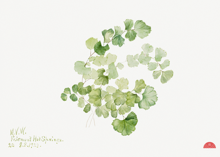 Puccoon Lithospermum ruderale 1923  Print