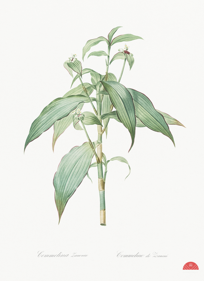 Commelina zanonia illustration   Print