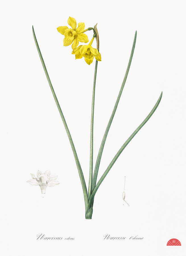 Narcissus odorus illustration   Print