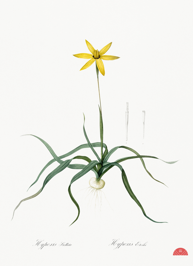 Hypoxis stellata illustration   Print