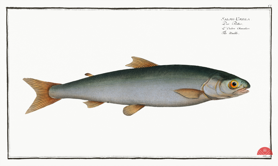 Umble Salmo Umbla  Print
