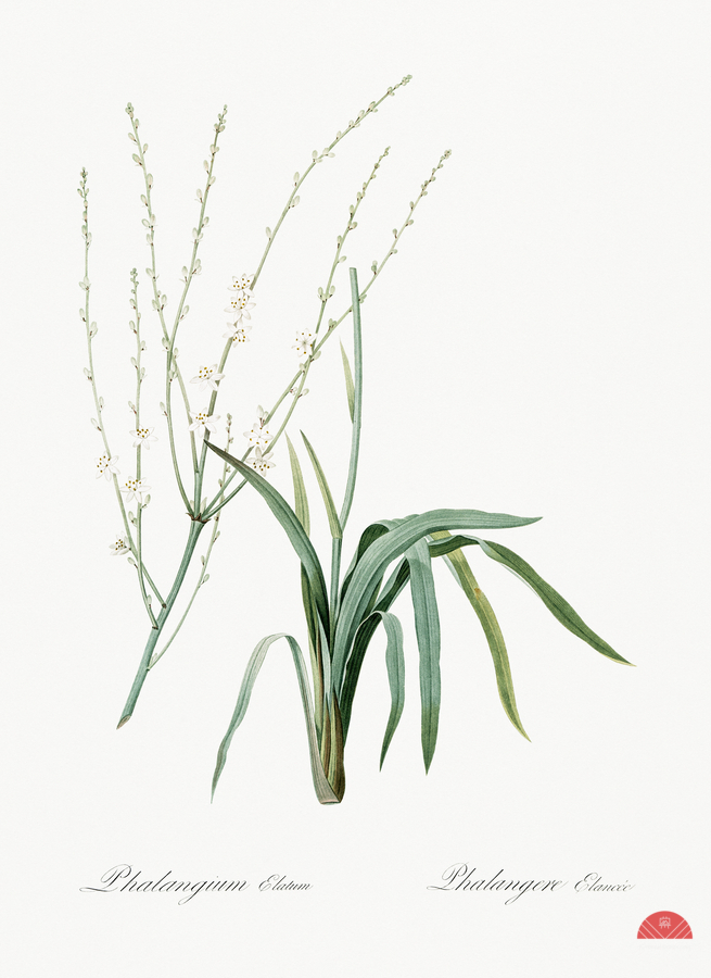 Phalangium elatum illustration   Print