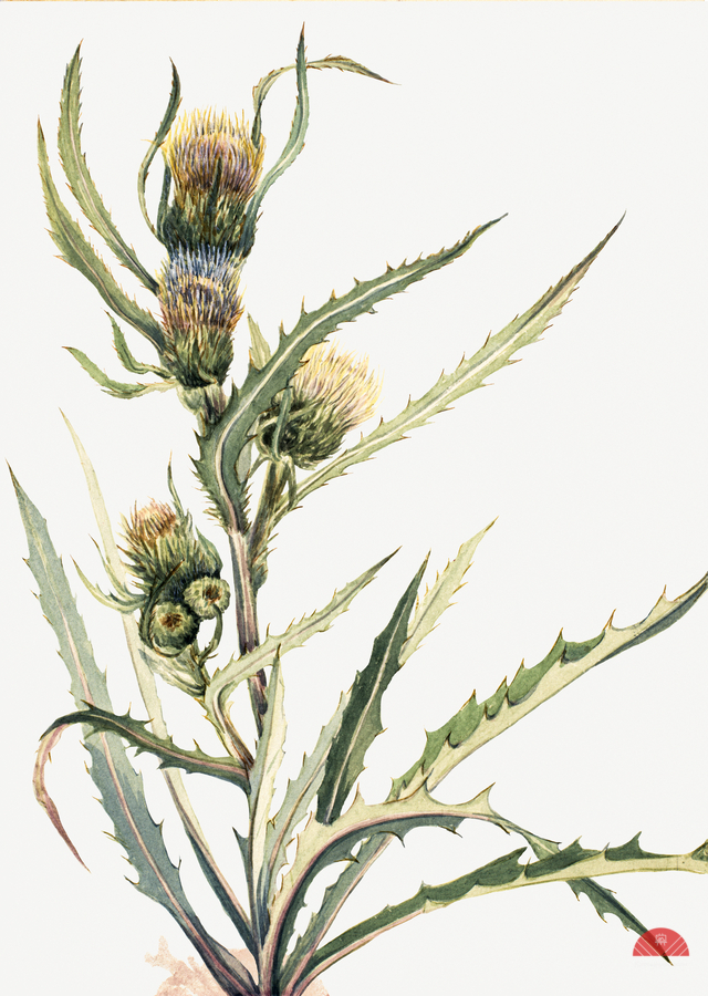 White Thistle Cirsium hookeranum  Print