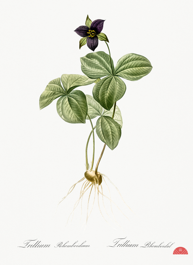 Trillium rhomboideum illustration   Print