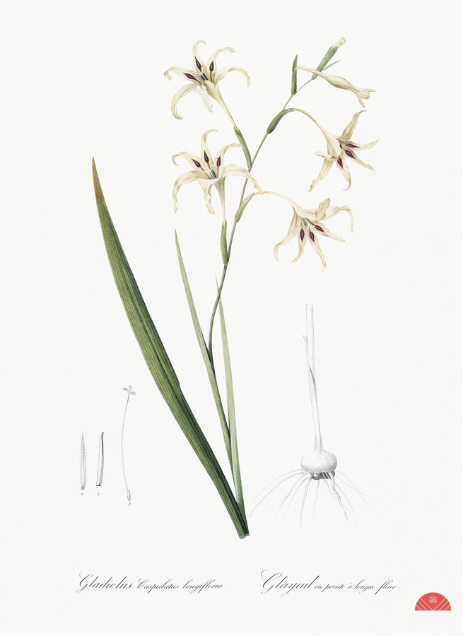 Gladiolus cuspidatus illustration   Imprimer