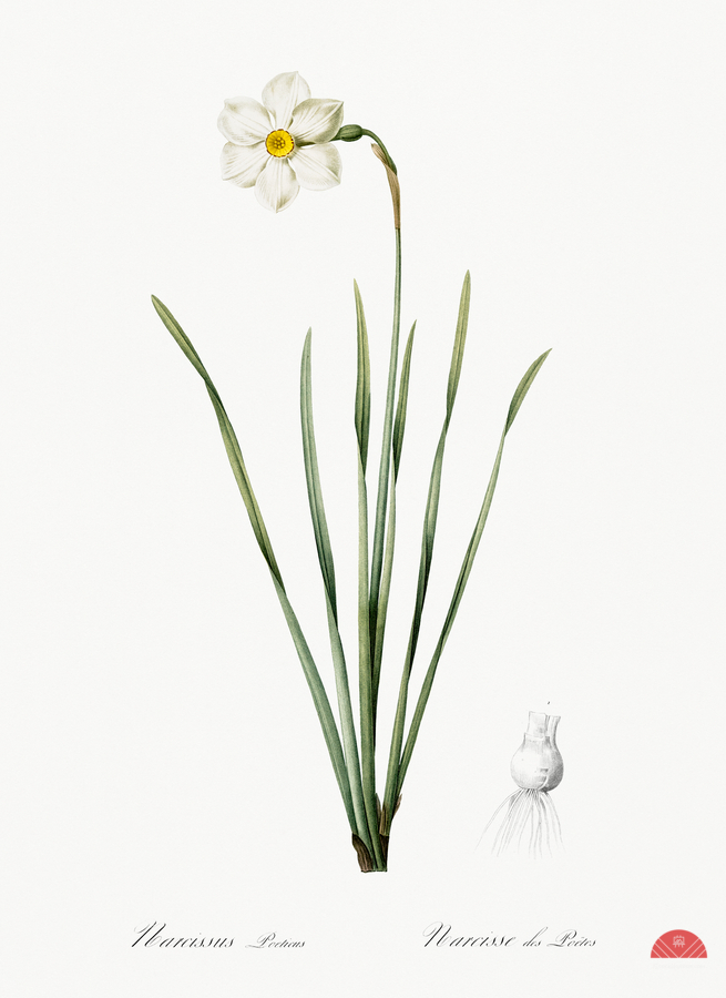 Narcissus poeticus illustration   Print
