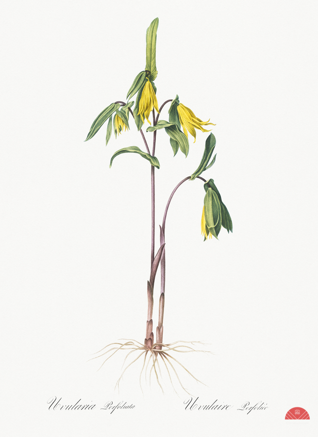 Uvularia perfoliata illustration   Print
