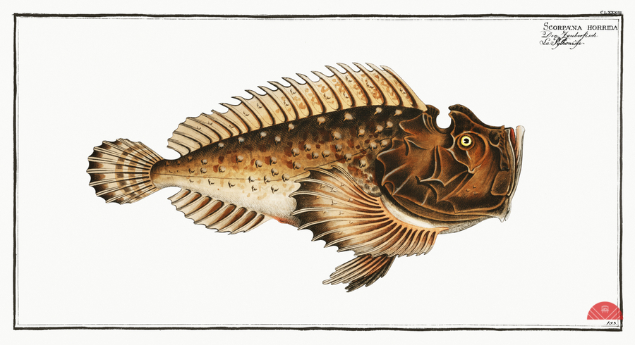 Scorpaena horrida  Print