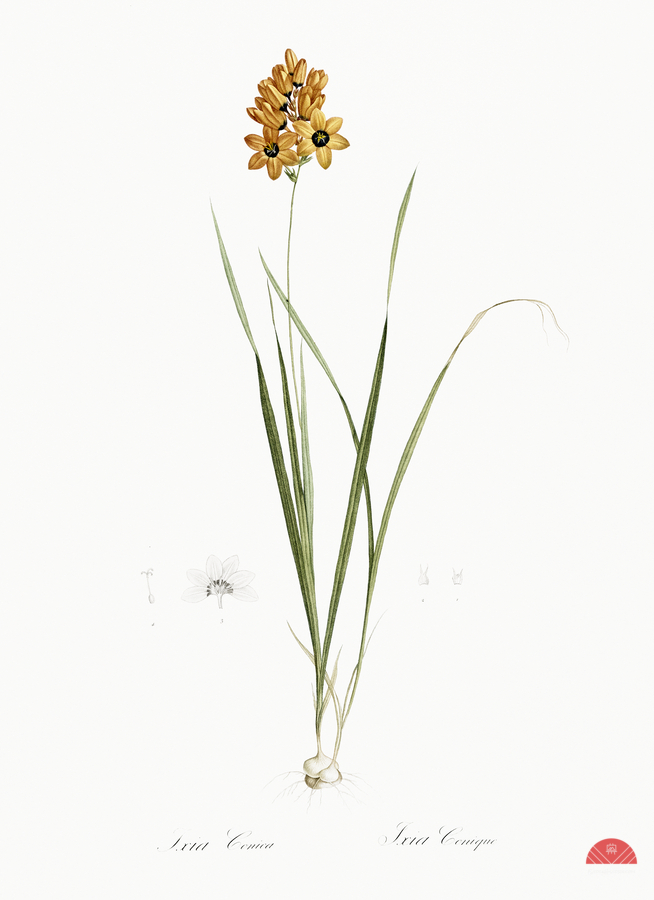 Ixia conica illustration   Print