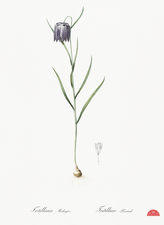 Chess flower illustration   Print