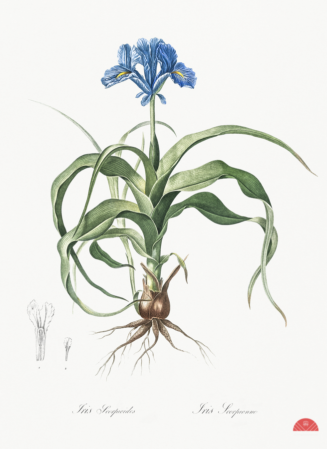Iris scorpiodes illustration   Print