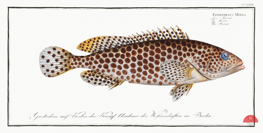 Merra Epinephelus Merra  Print