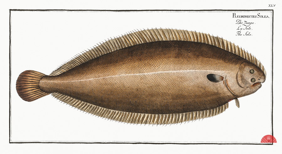 Sole Pleuronectes Solea  Print