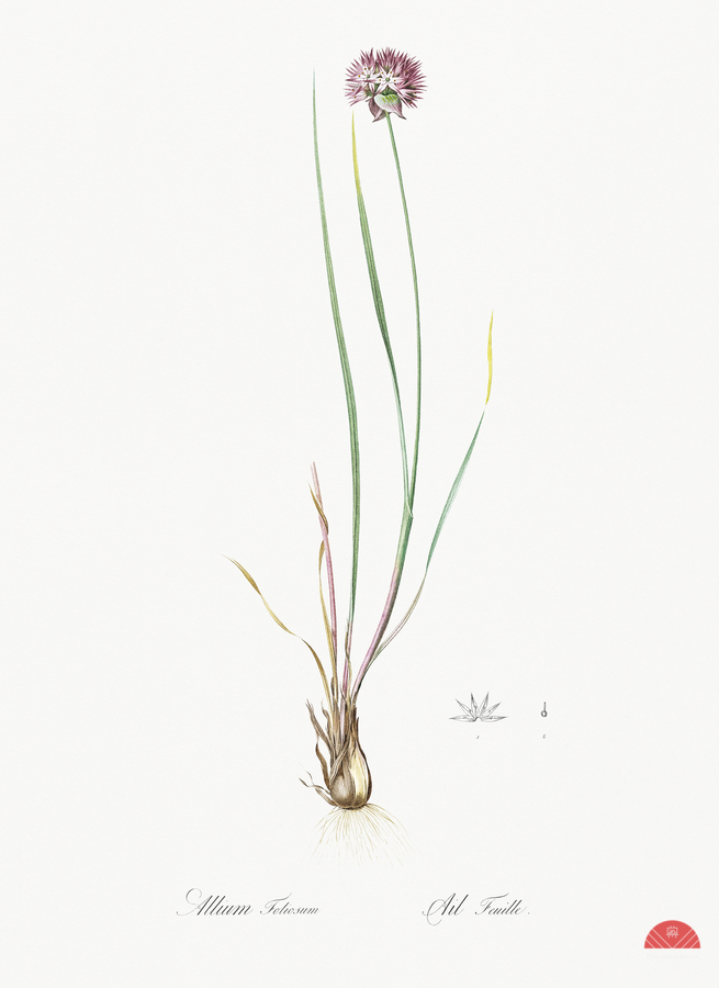 Allium foliosum illustration   Print