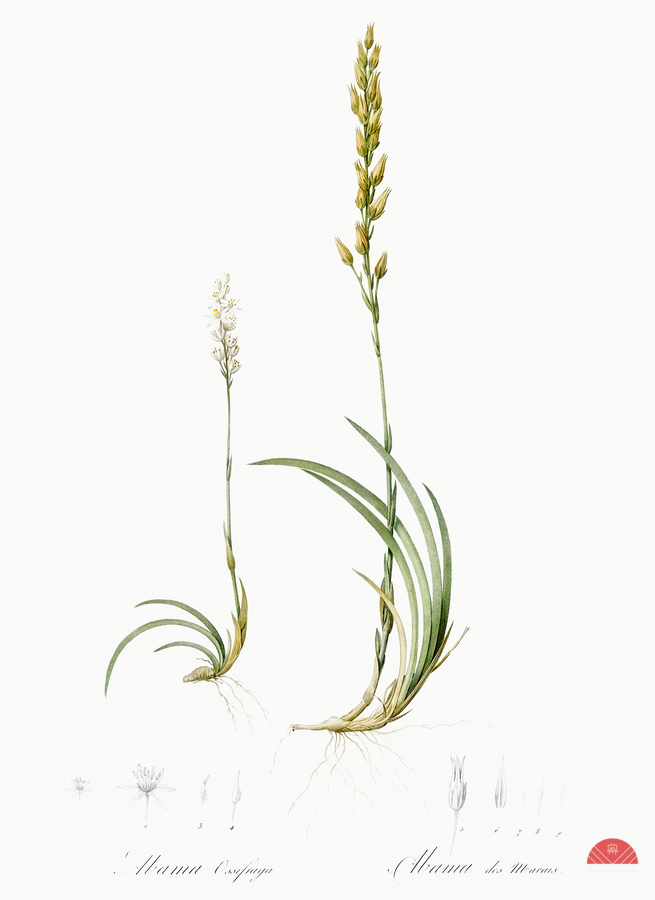 Abama ossifraga illustration   Print