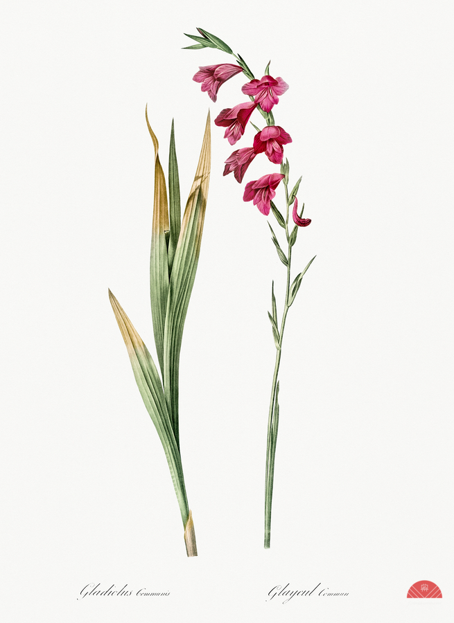 Eastern gladiolus illustration   Print