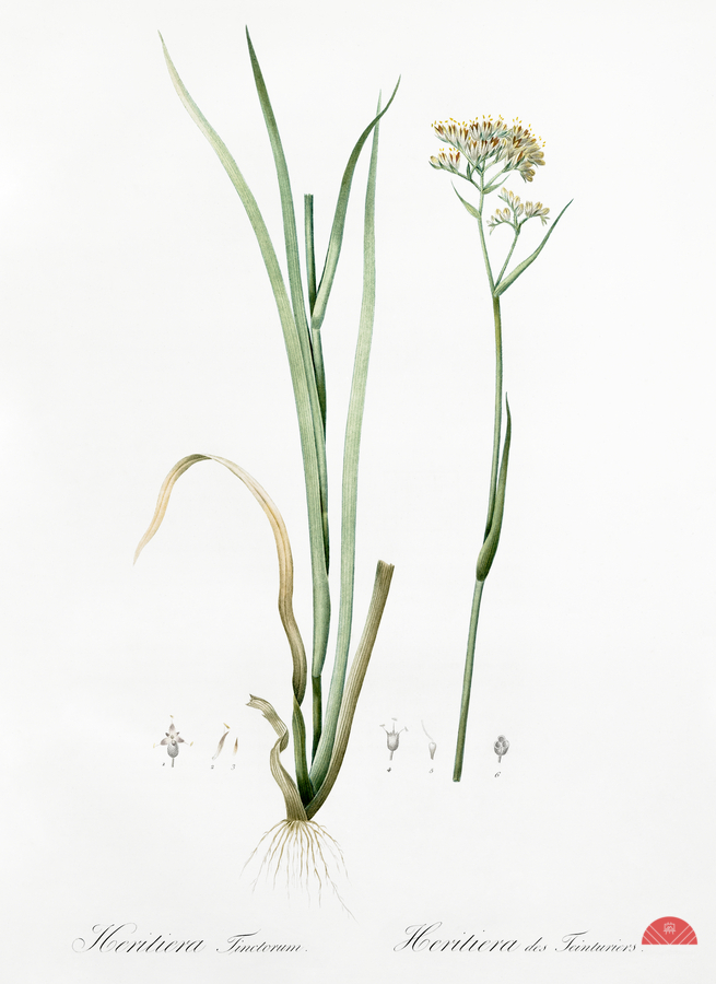 Carolina redroot illustration   Print