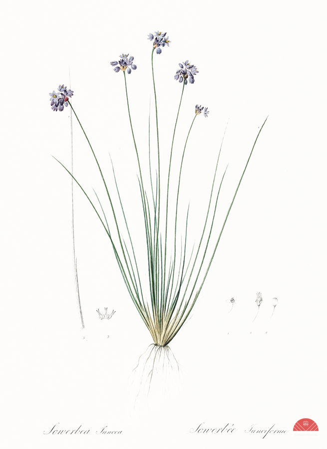 Vanilla lily illustration   Print