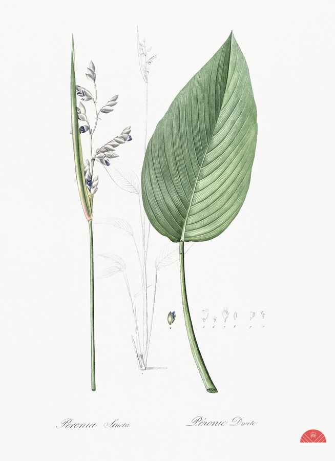 Powdery alligator-flag illustration   Print