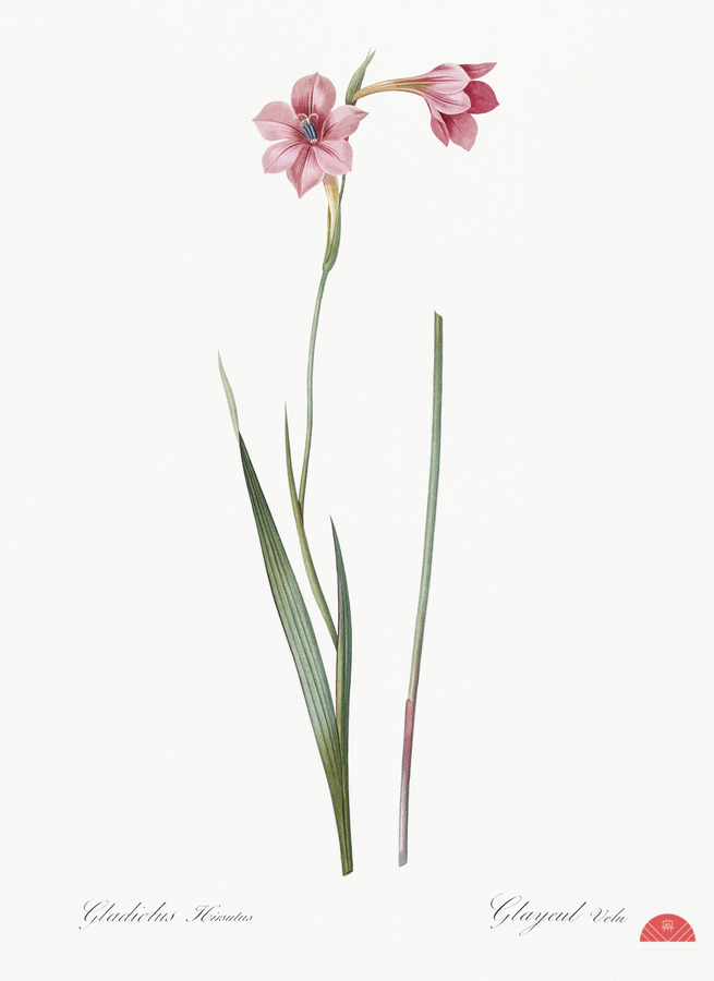 Sword lily illustration   Print