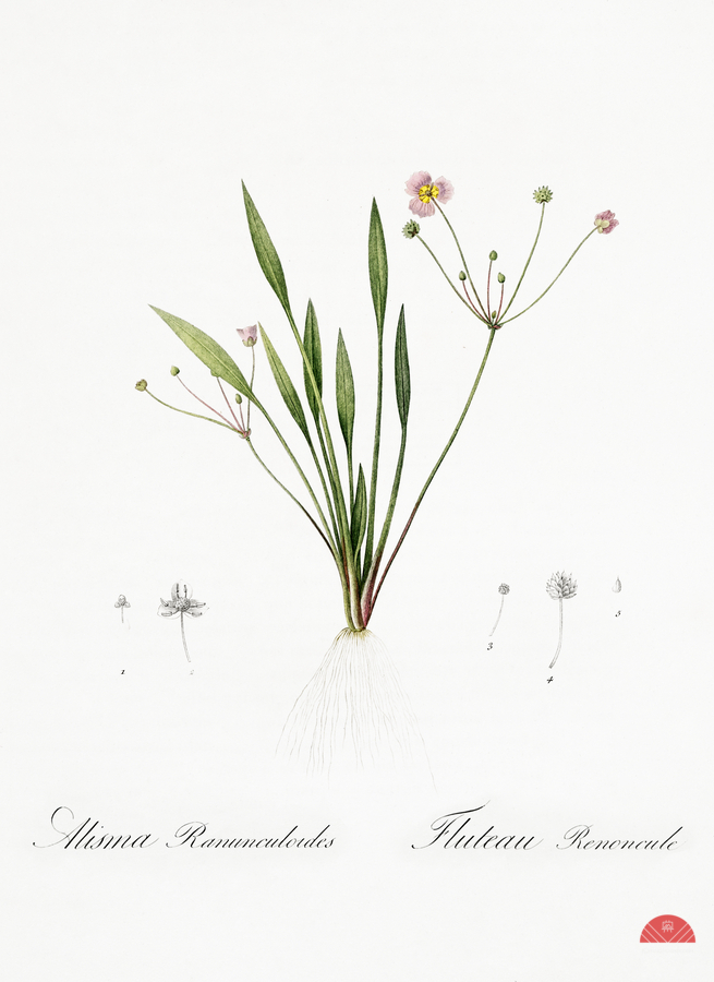 Lesser water-plantain illustration   Print