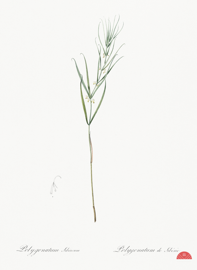 Siberian solomon & seal illustration   Print