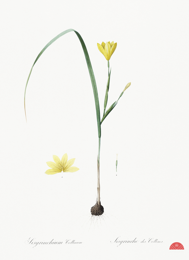 Cape tulip illustration   Print