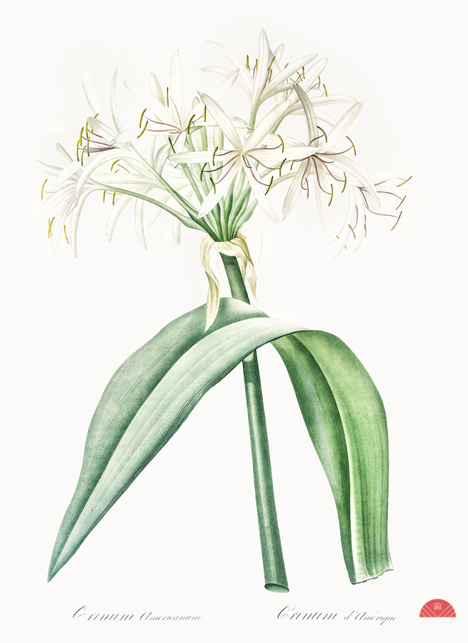 Florida swamp-lily illustration   Print