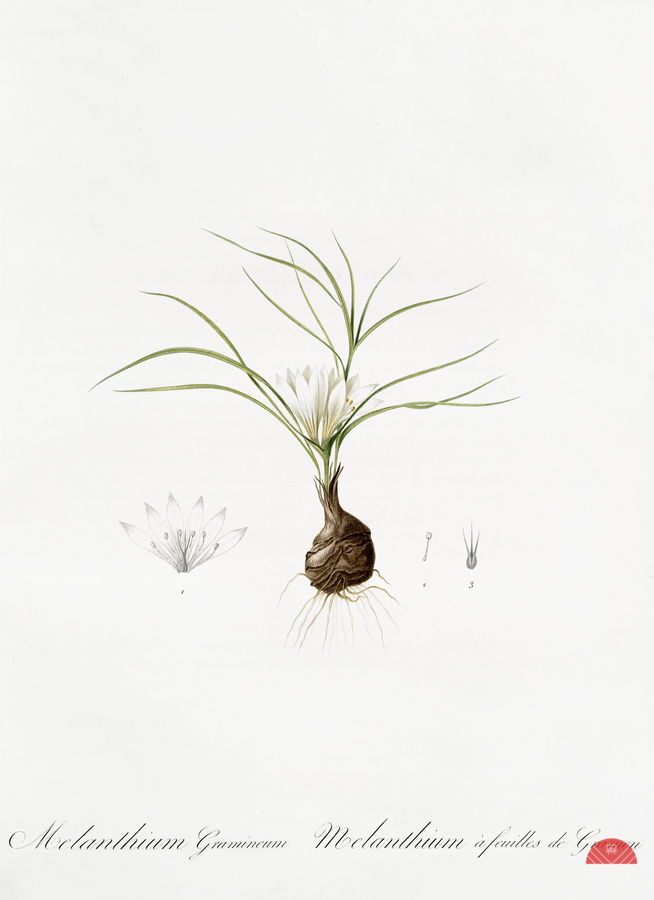 Melanthium gramineum illustration   Print