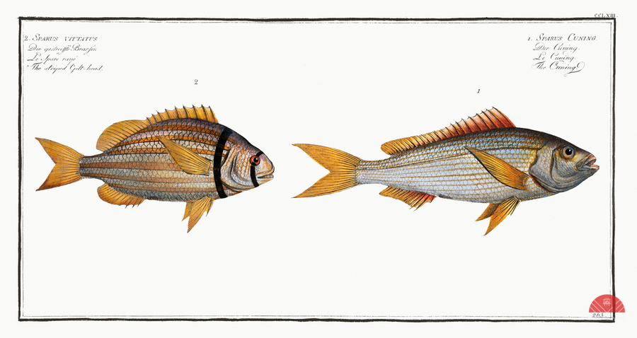 1. Cuning Sparus Cuning 2. Striped Gilt-head Sparus vittatus  Print