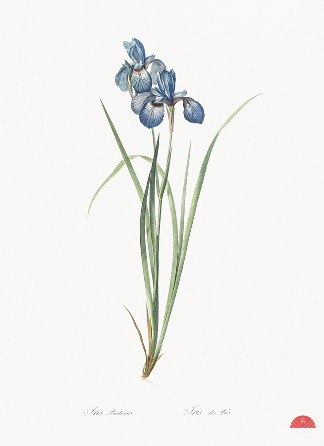 Iris pratensis illustration   Print