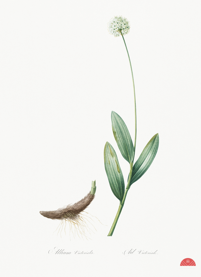 Victory onion illustration   Print