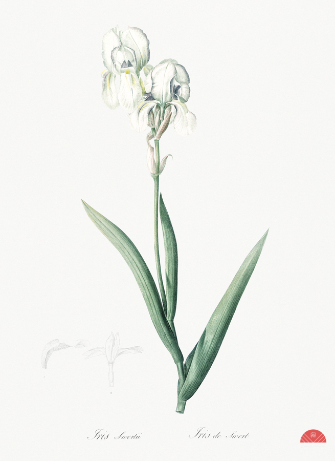 Tall bearded iris illustration   Print