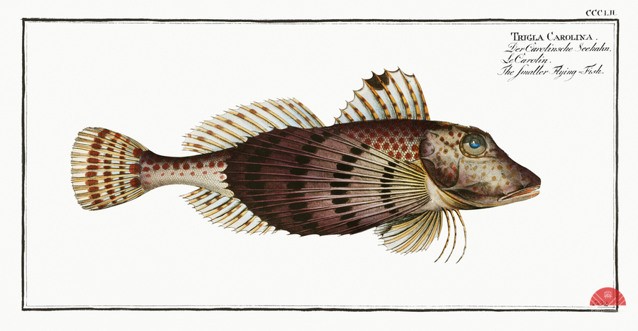 Smaller Flying-Fish Trigla Carolina  Print