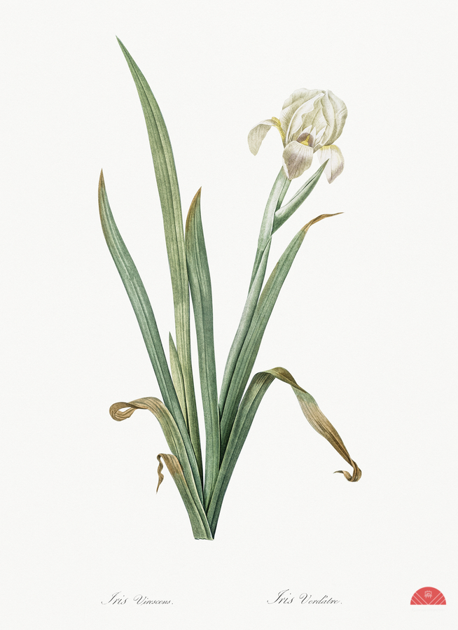 Crimean iris illustration   Print