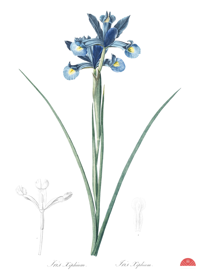 Spanish iris illustration   Print