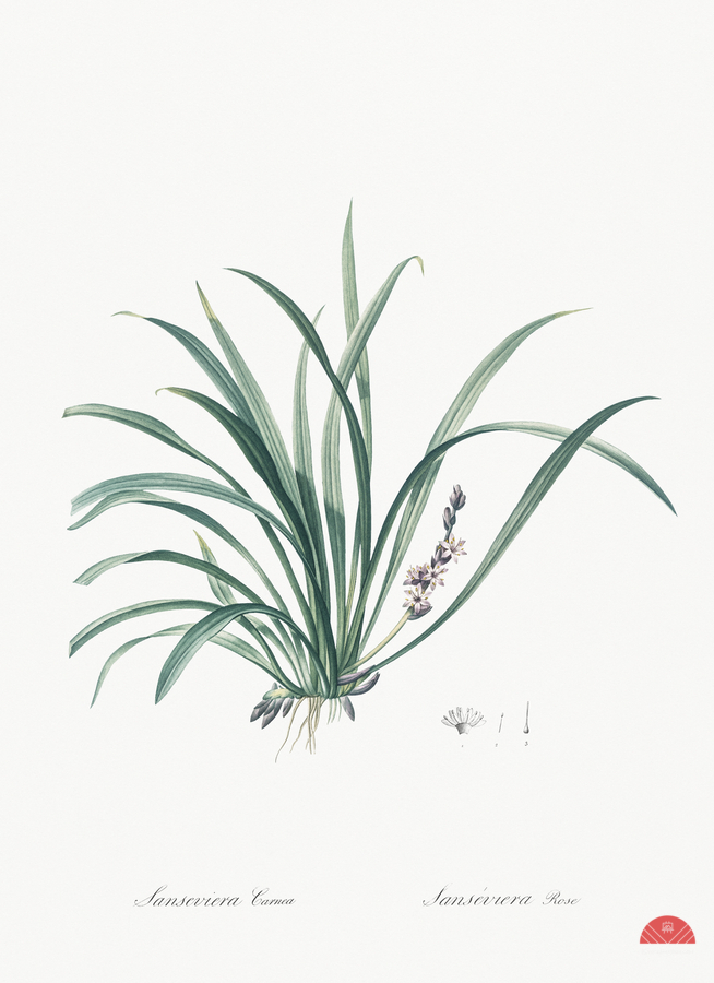 Sansevieria carnea illustration   Print