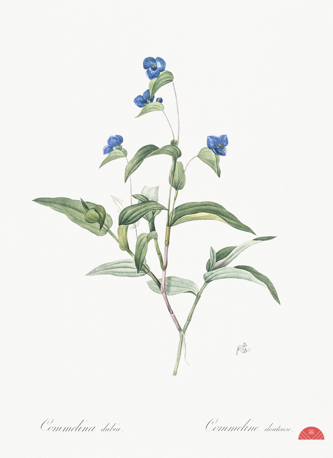 Blue spiderwort illustration   Print