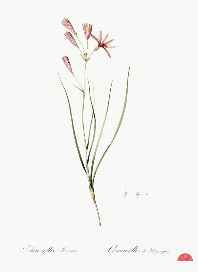 Amaryllis montana illustration   Print