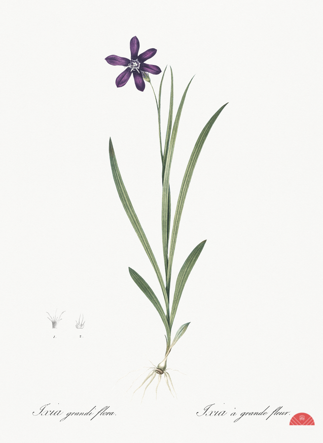 Spring crocus illustration   Print