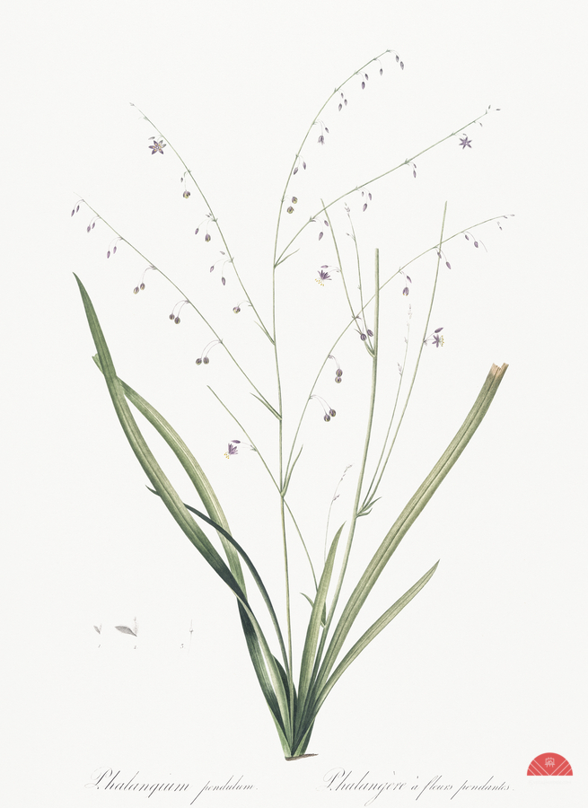 Pale vanilla lily illustration   Print