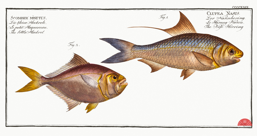1. Nose-Herring Clupea Nasus 2. Little Mackrel Scomber minutus  Print