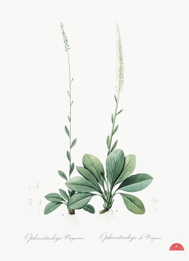 Blazing star illustration   Imprimer