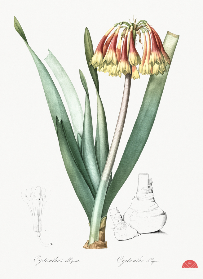 Knysna lily illustration   Print