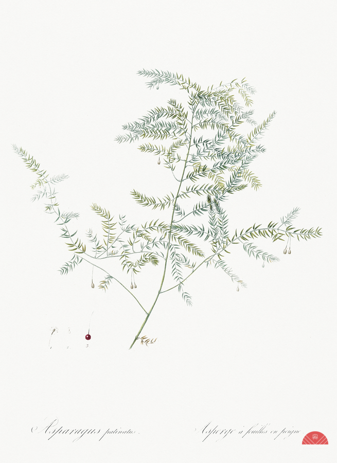 Climbing asparagus fern illustration   Print