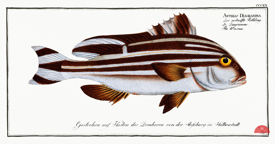 Warna Anthias Diagramma  Print