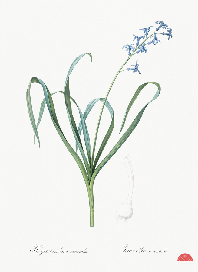 Dutch hyacinth illustration   Imprimer