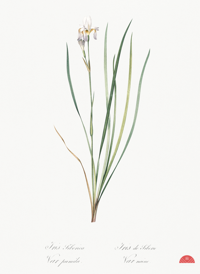 Netted-veined amaryllis illustration   Print