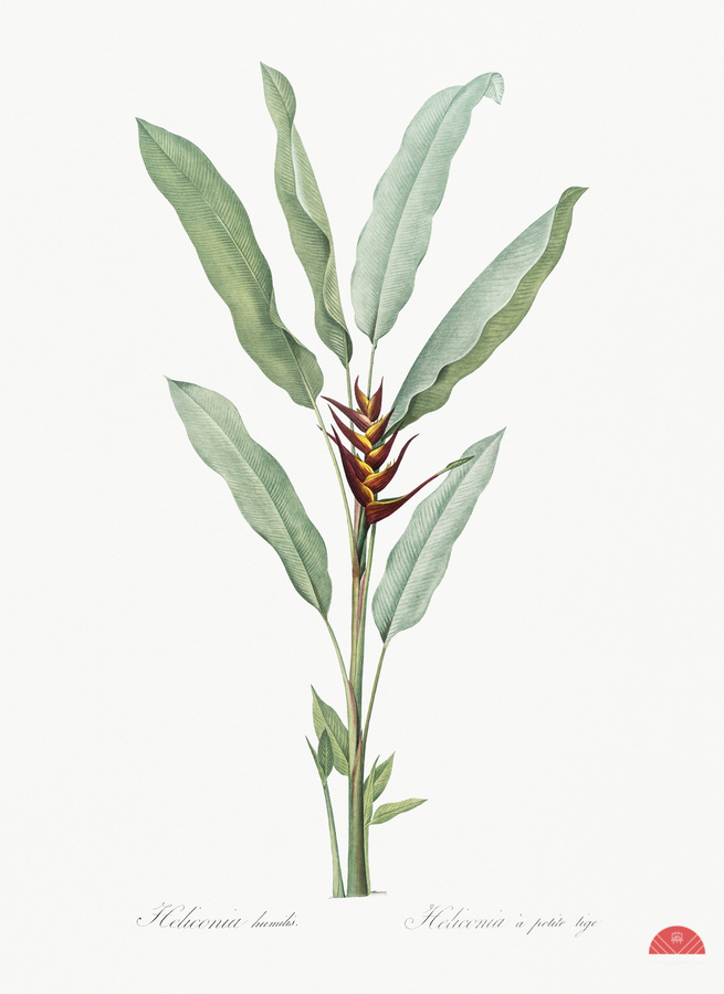 Broadleaf wild leek illustration   Print