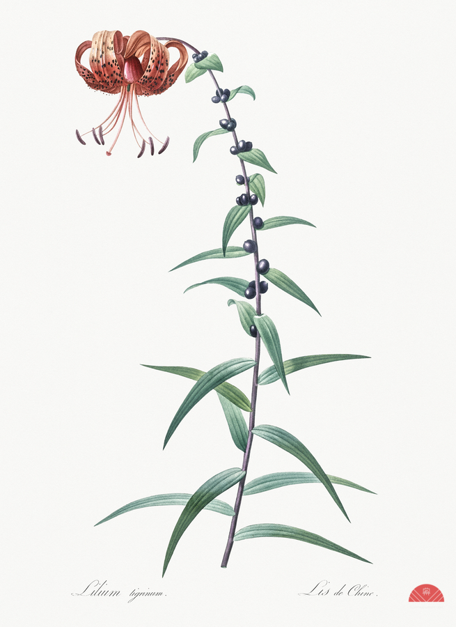 Tiger lily illustration   Print